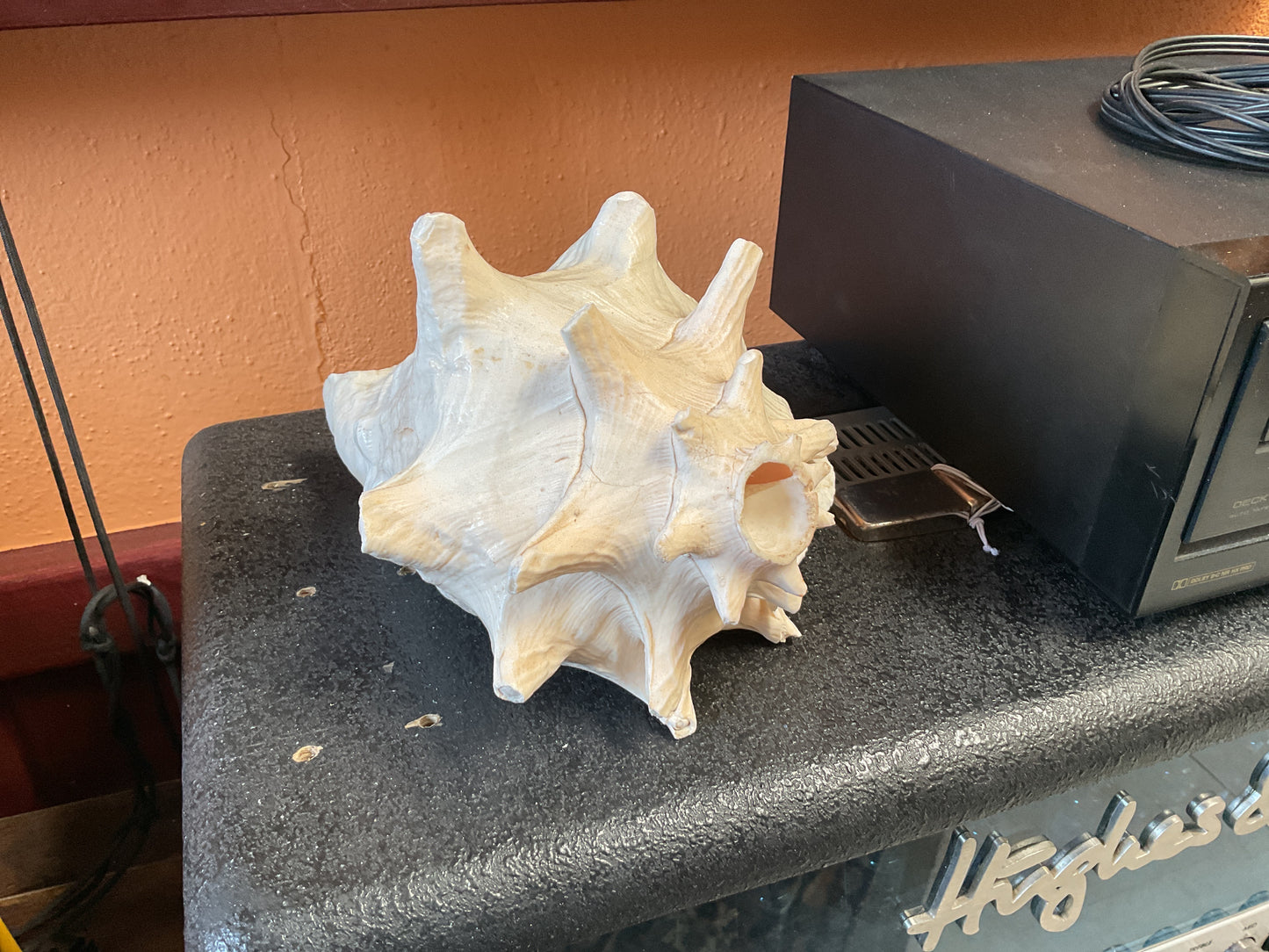 Conch Shell Horn
