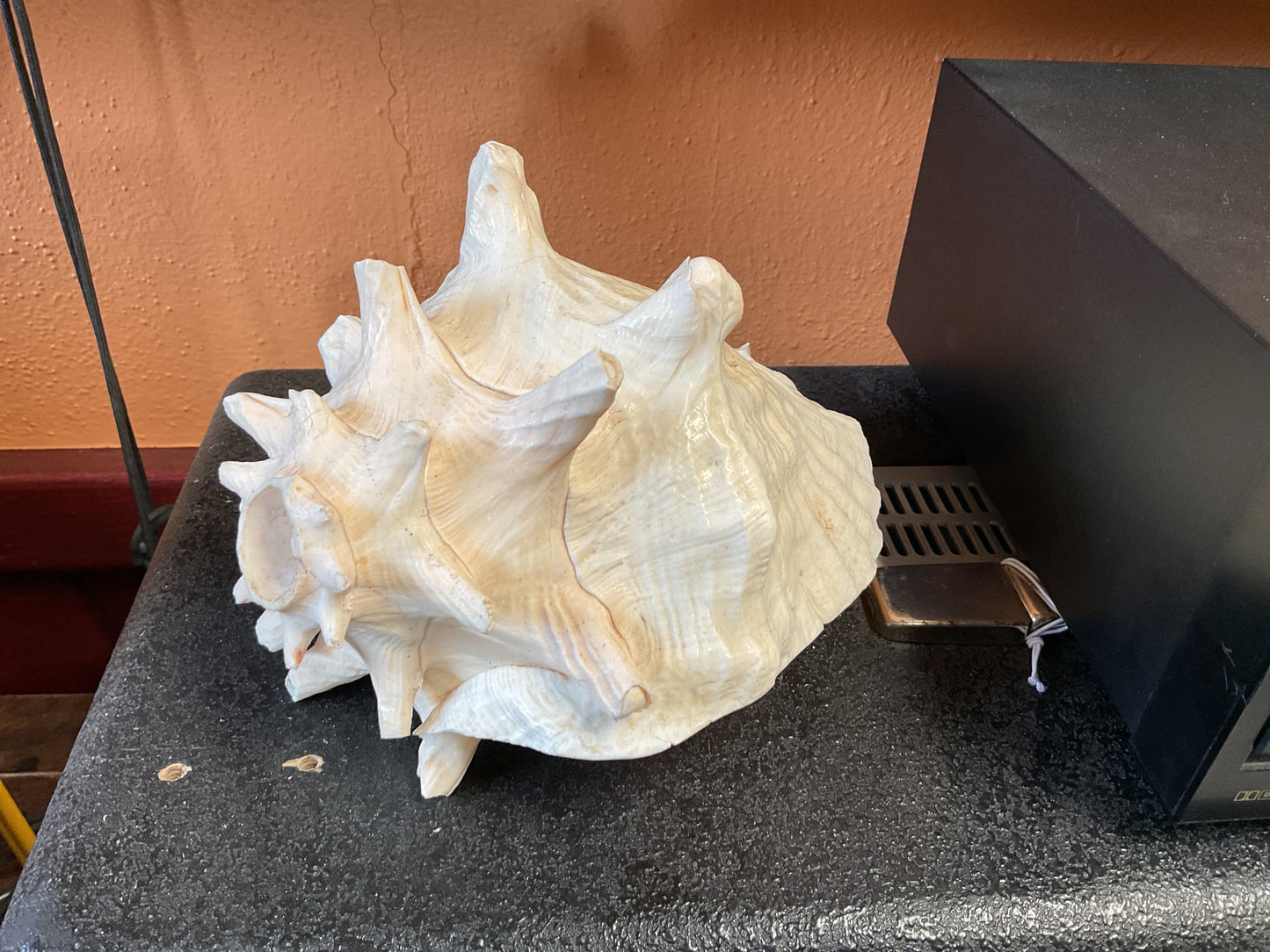 Conch Shell Horn