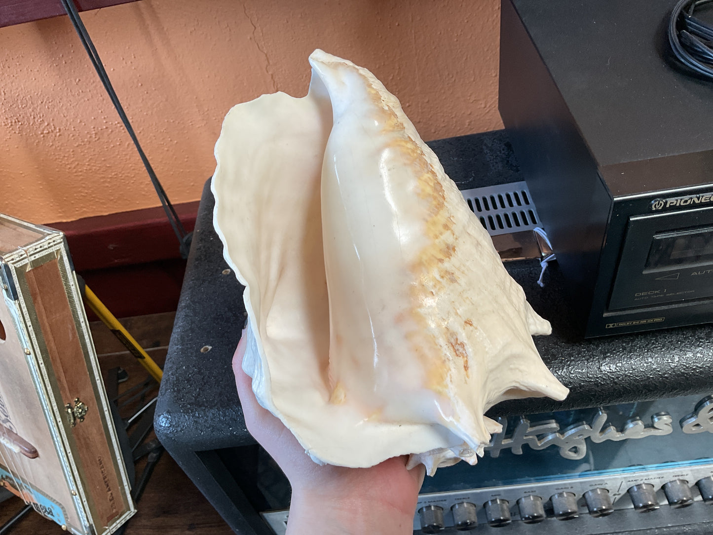 Conch Shell Horn